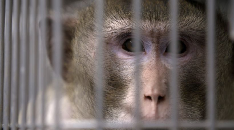 animal testing on monkeys