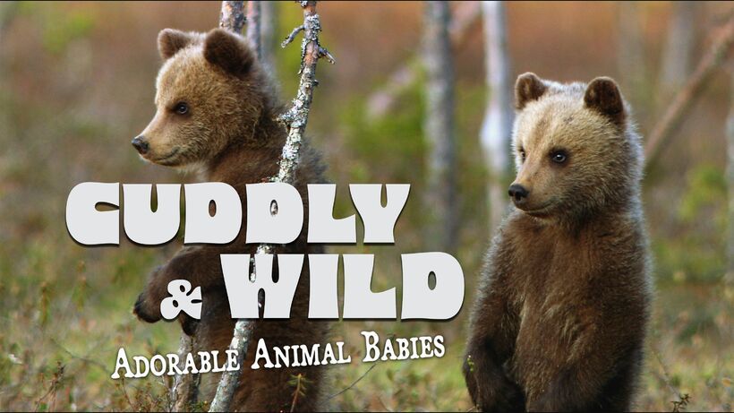 CUDDLY & WILD – ADORABLE ANIMAL BABIES
