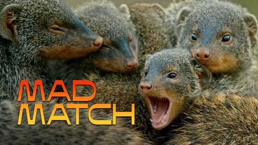 Mad Match – Nature’s Strangest Relationships