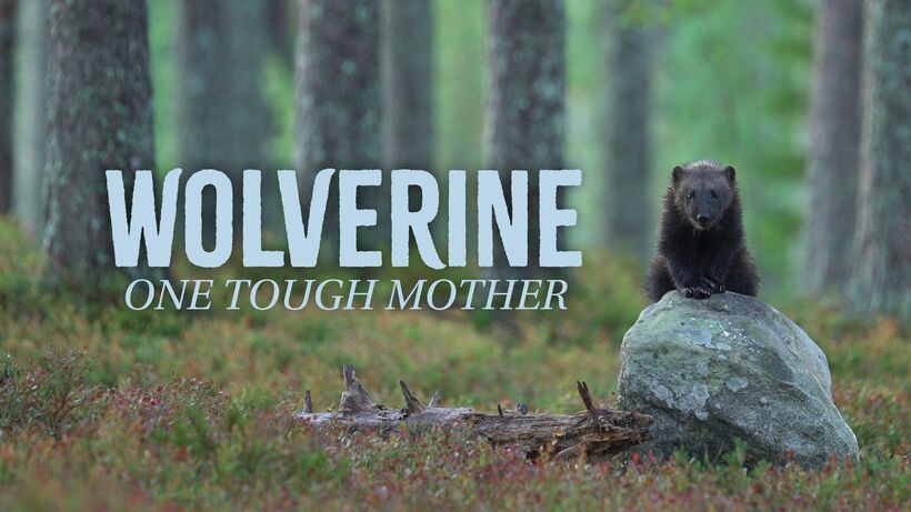 Wolverine – One Tough Mother
