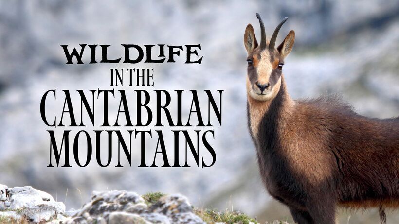 Wildlife in the Cantabrian Mountains
