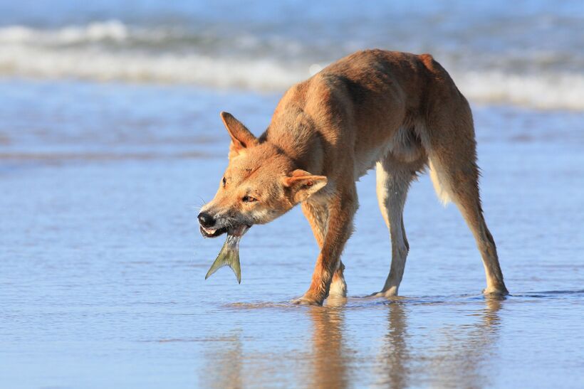 A Unique Insights into Australia`s Top Land Predator - The Dingo