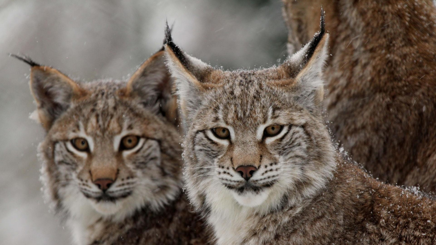 Bestselling Wildlife title has won at Natourale 2020!