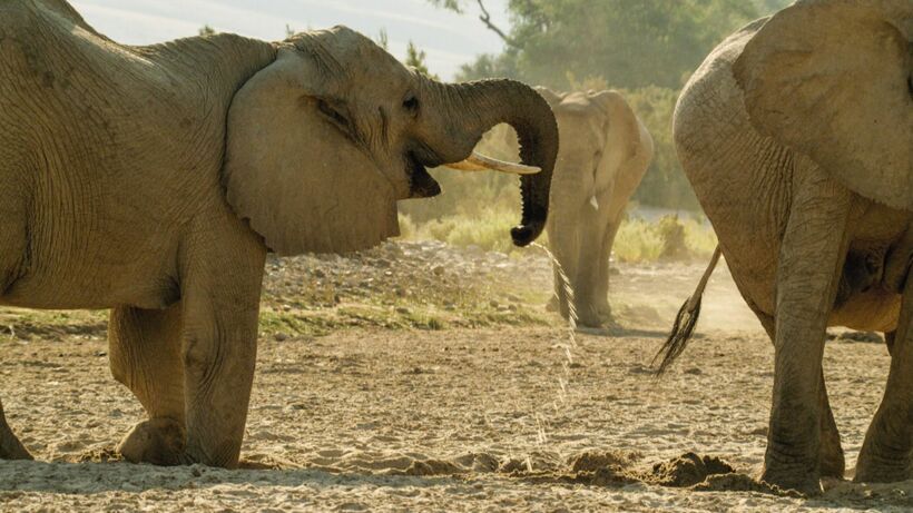 Mad Match – Nature’s Strangest Relationships