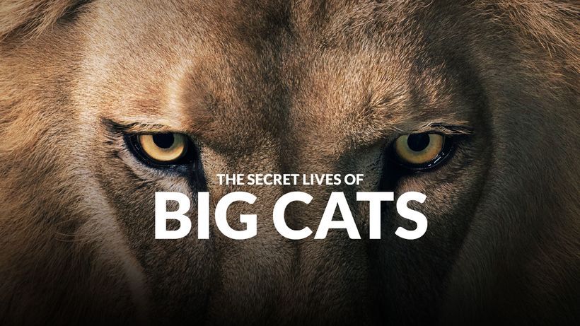 The 7 big cats cheap