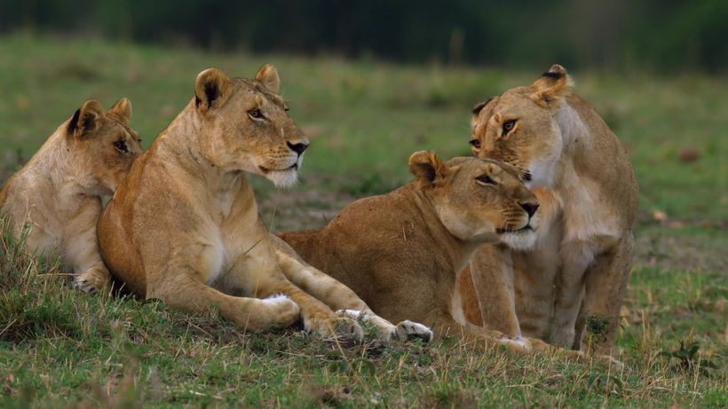 The 7 big cats cheap